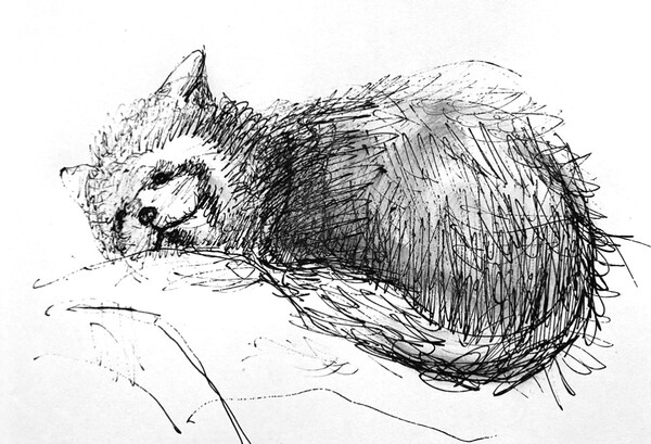 三宅一樹:クロッキー《レッサーパンダ》 ボールペン