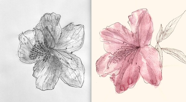 三宅一樹:クロッキー《躑躅(サツキツツジ)開花》 ボールペン・淡彩、2022