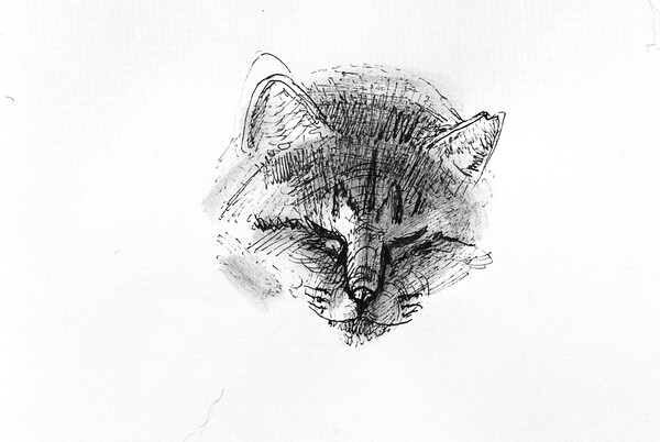 三宅一樹:クロッキー《愛猫寝息》 ボールペン